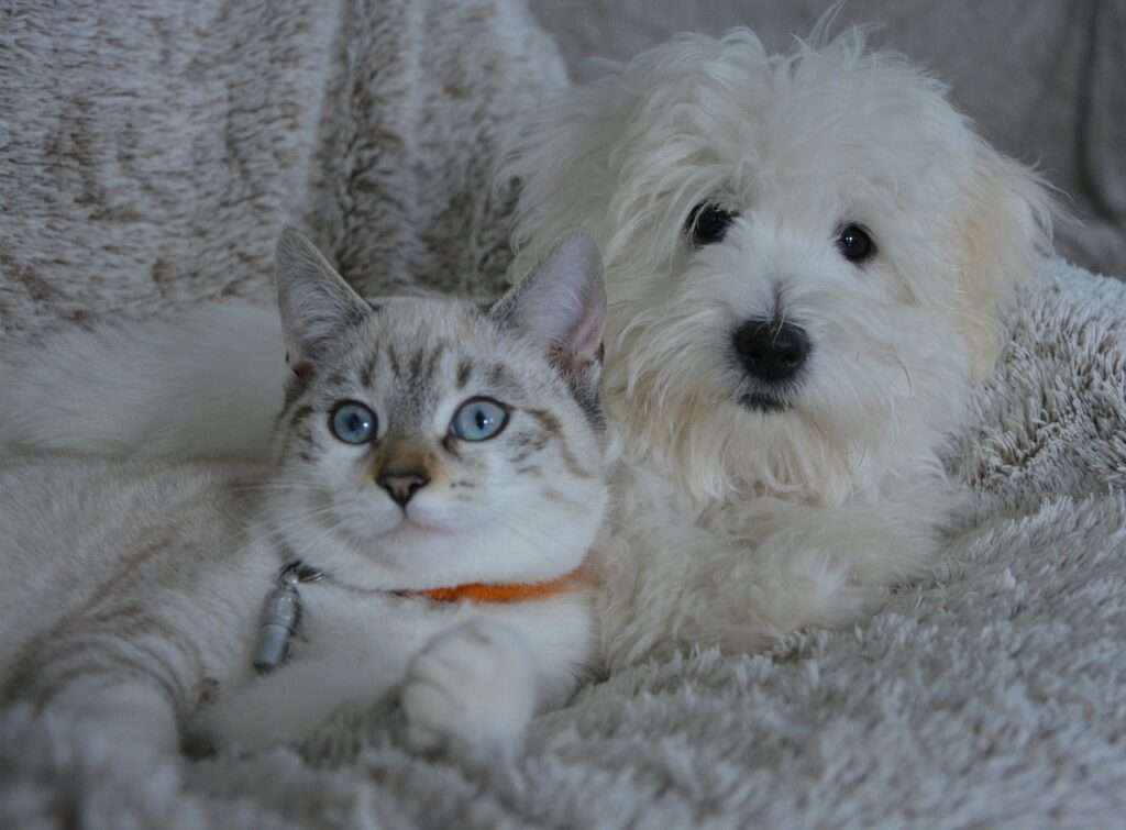 Dog and Cat